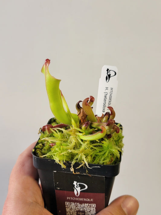 Heliamphora heterodoxa x ionasii BCP