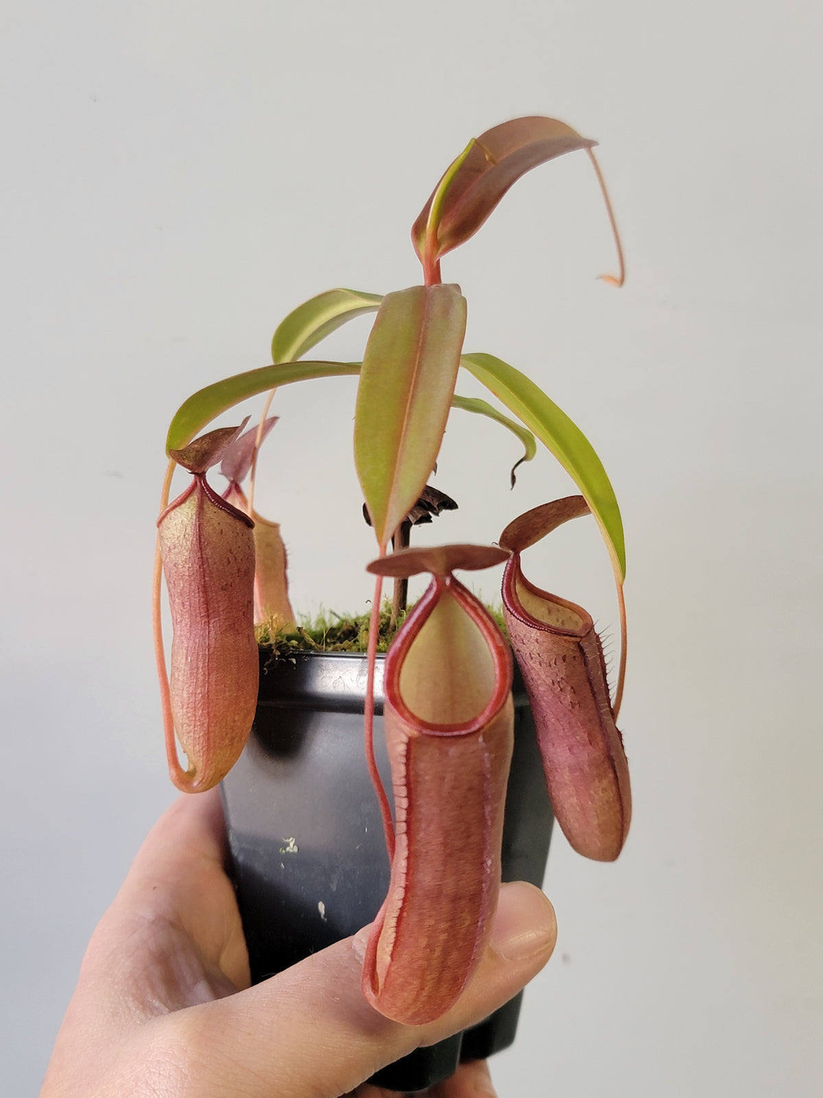 Nepenthes "Rebecca Soper"