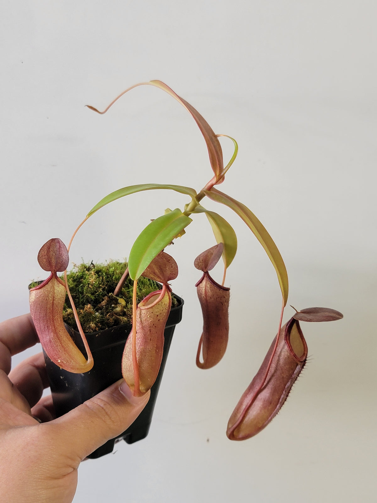 Nepenthes "Rebecca Soper"