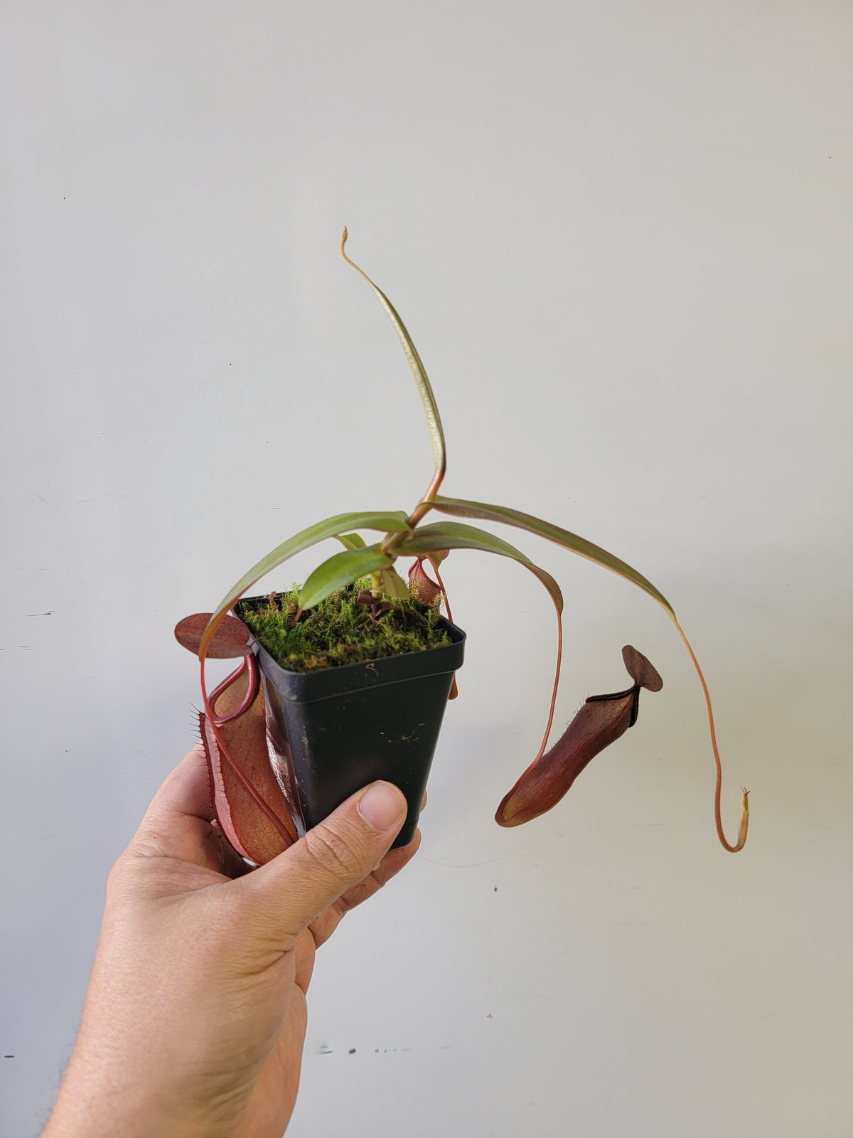 Nepenthes "Rebecca Soper"