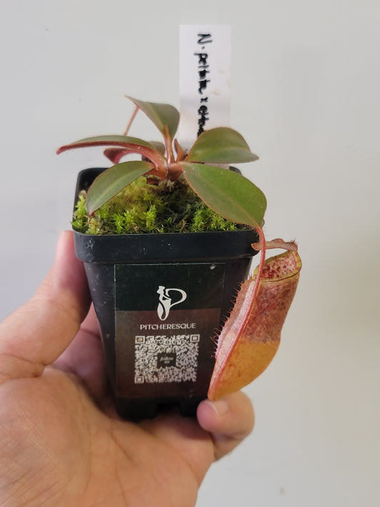 Nepenthes peltata x attenboroughii BE