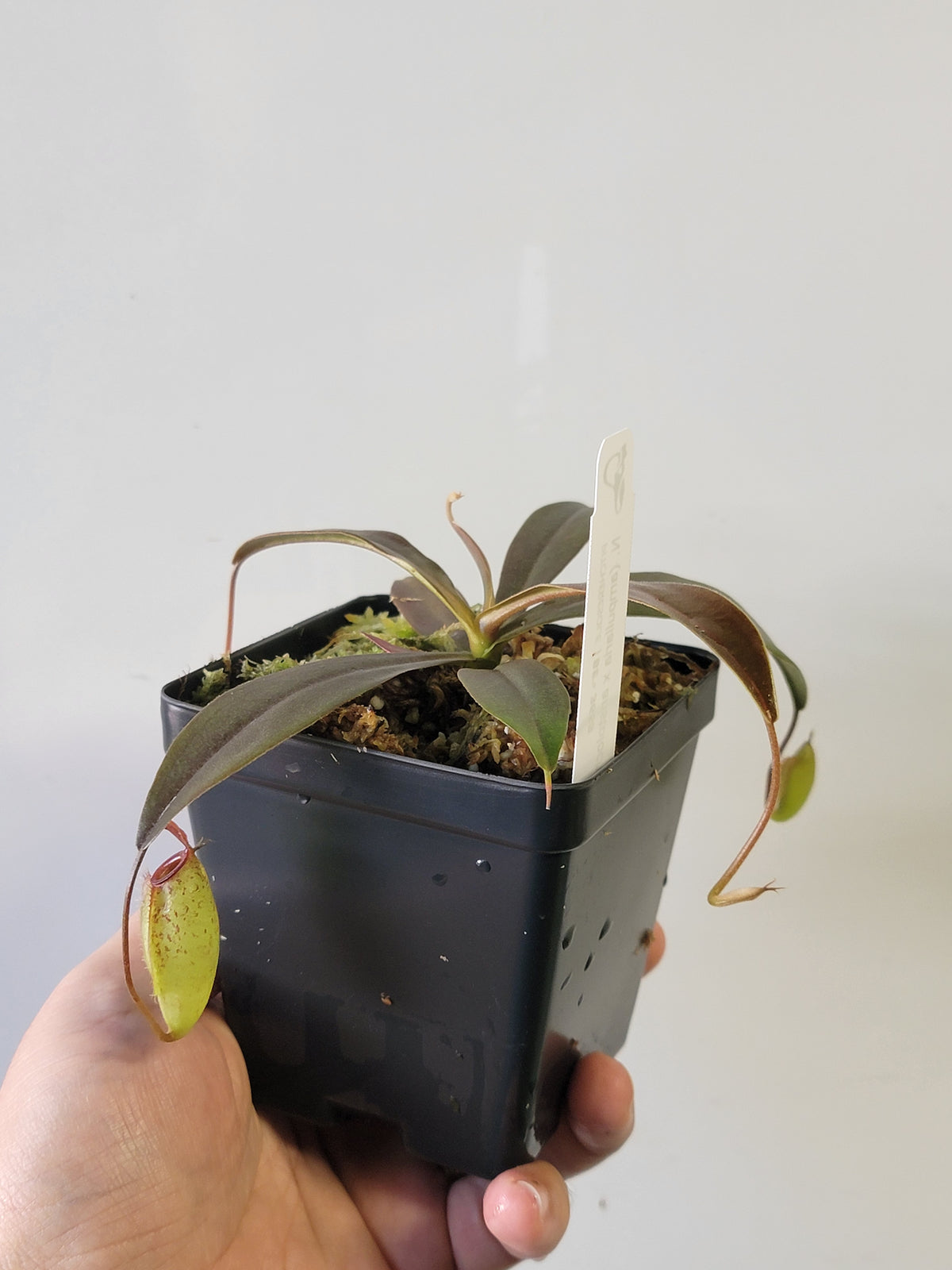 Nepenthes ampullaria x aristolochioides BE