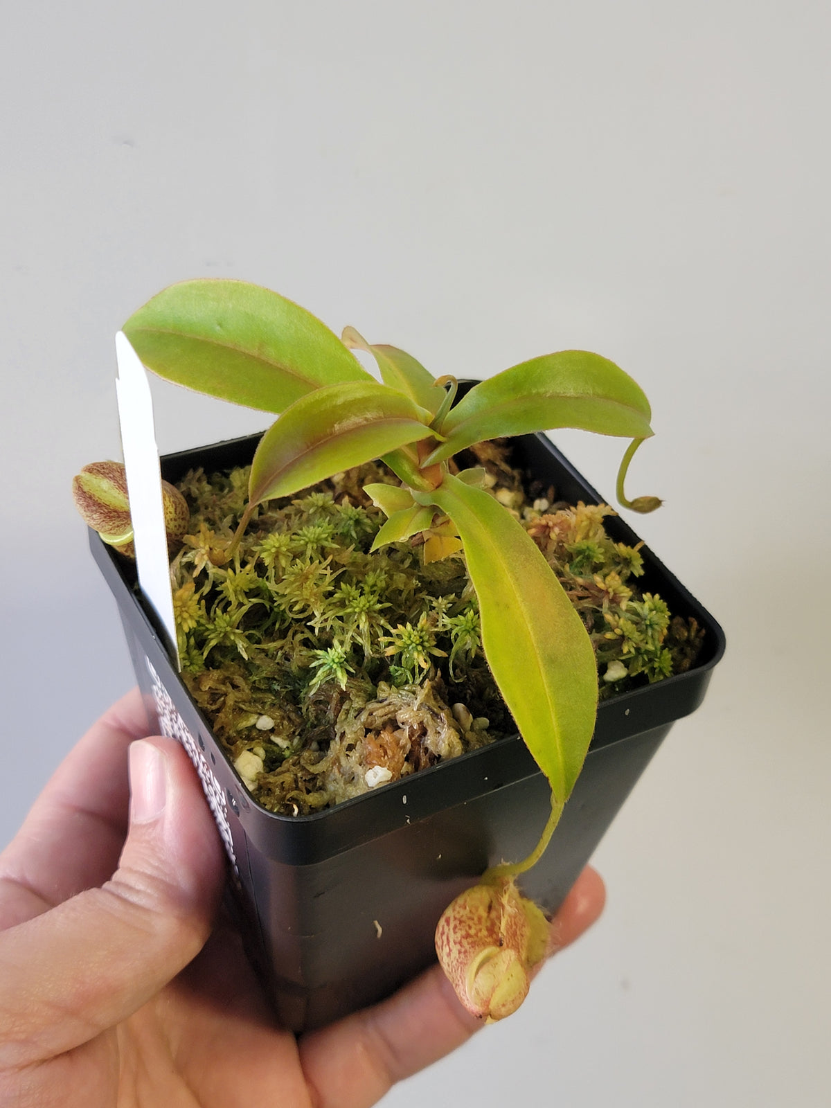 Nepenthes gymnamphora 'squat clone' BE