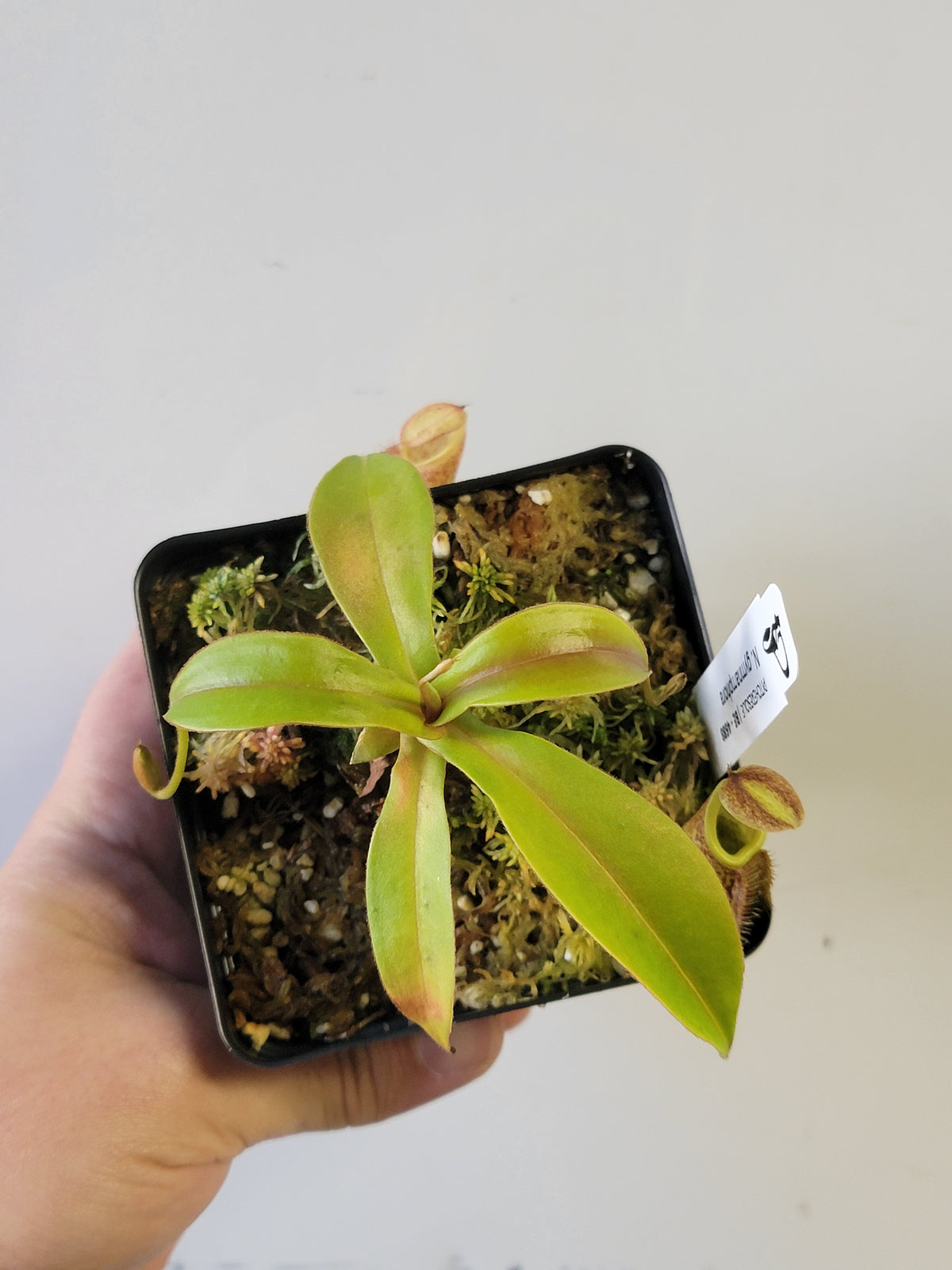 Nepenthes gymnamphora 'squat clone' BE