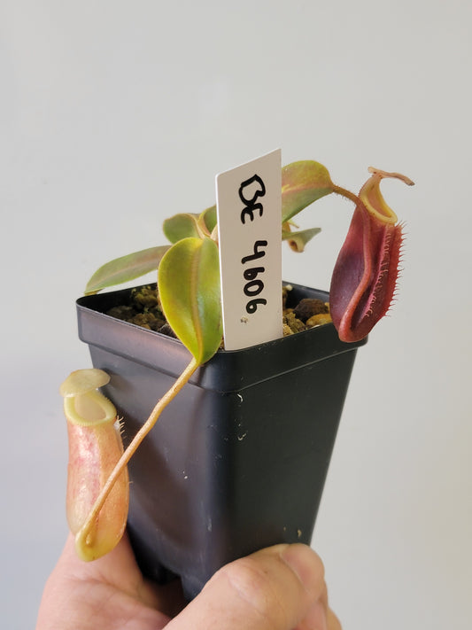 Nepenthes villosa x veitchii (gold peristome) BE