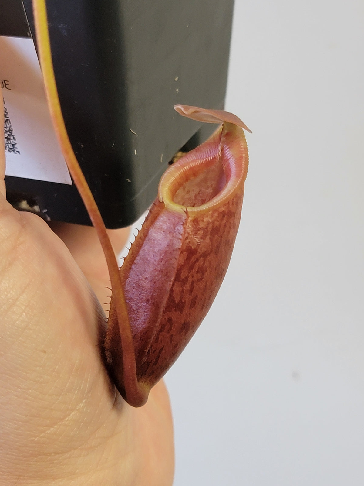 Nepenthes mira BE