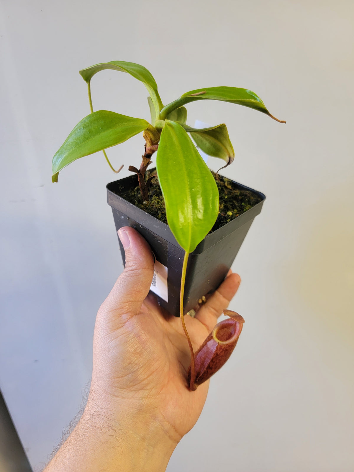 Nepenthes mira BE