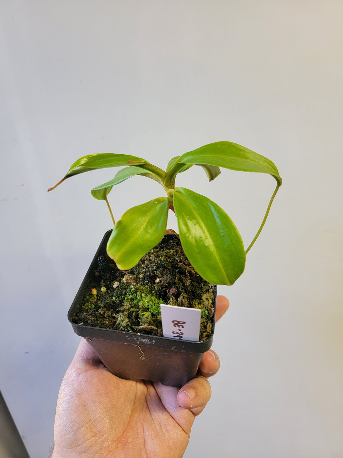 Nepenthes mira BE