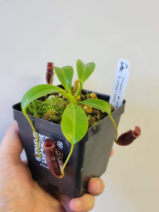 Nepenthes villosa x lowii *Select Clone* BE