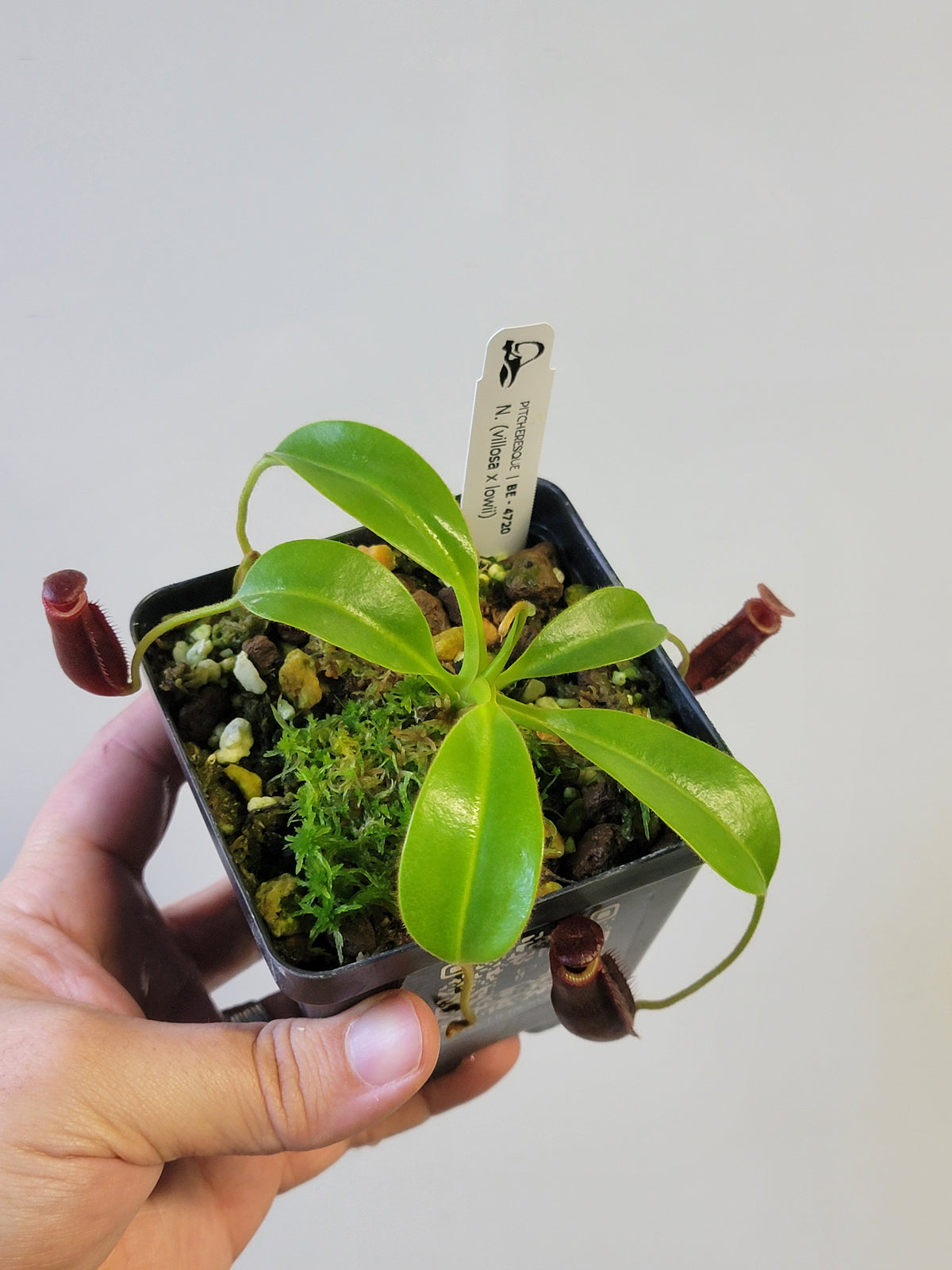 Nepenthes villosa x lowii *Select Clone* BE