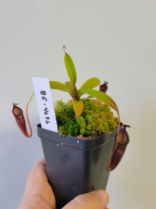 Nepenthes lingulata x jamban BE
