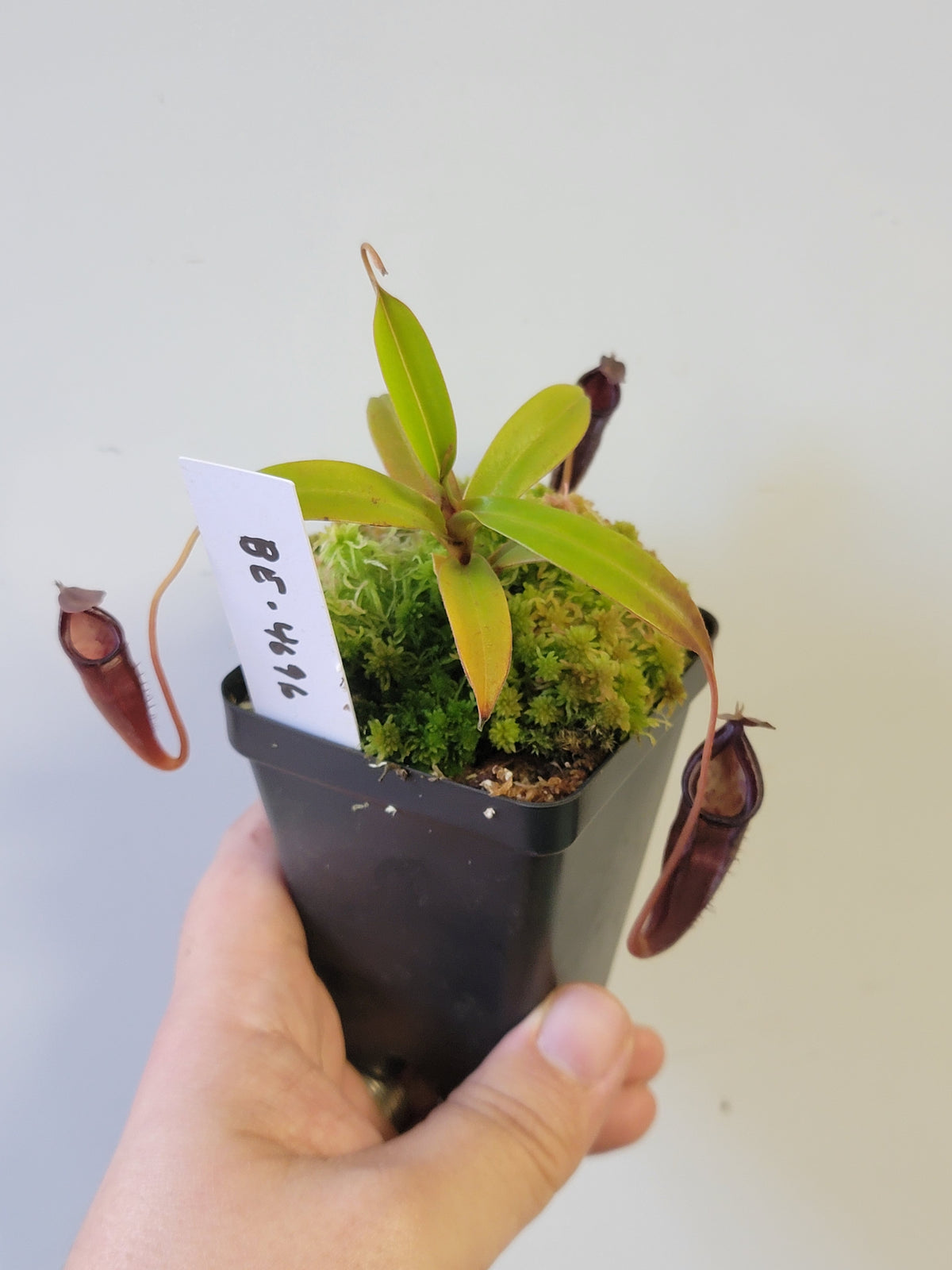 Nepenthes lingulata x jamban BE