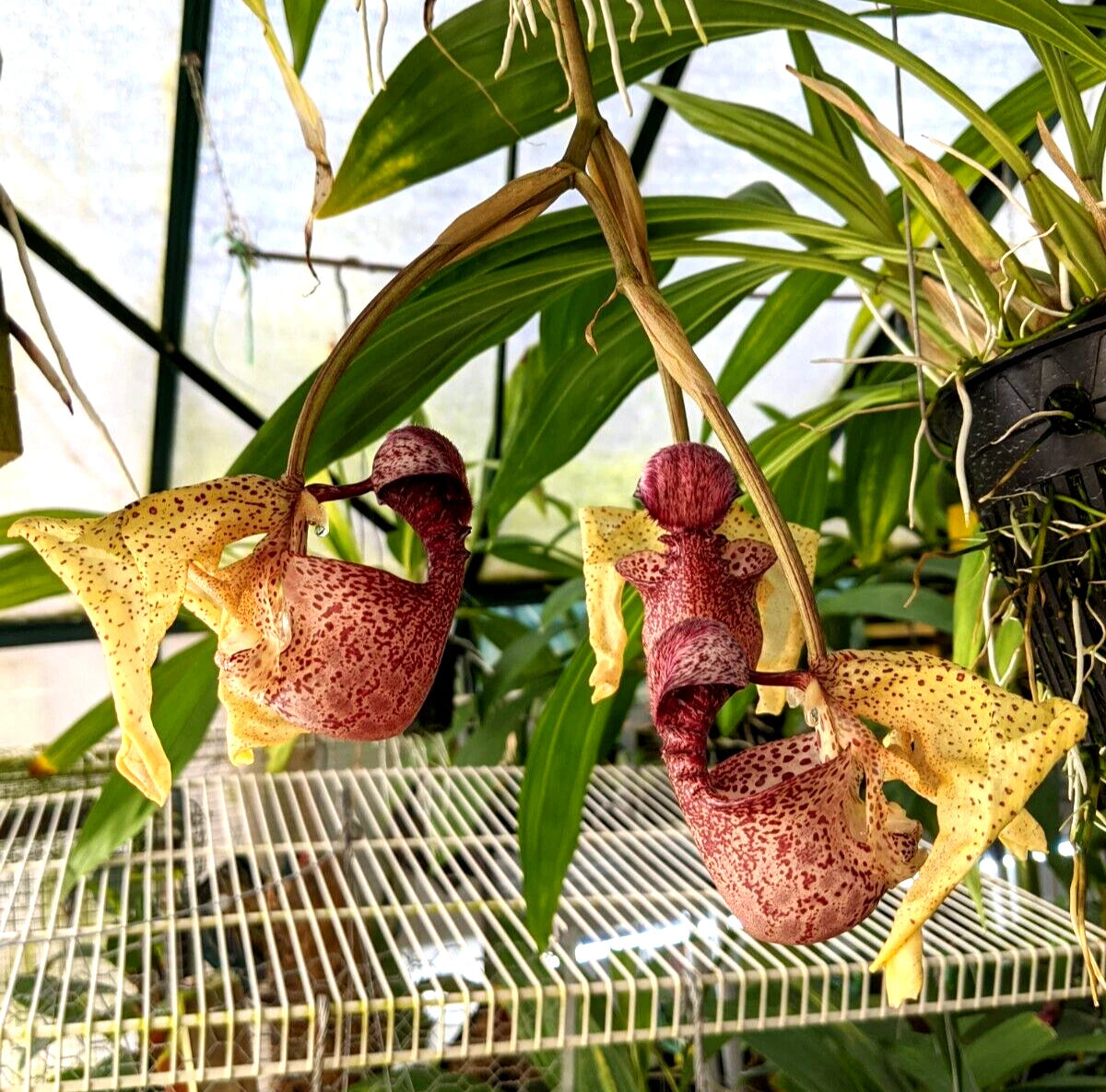 Coryanthes Macrosea x mastersiana Bucket Orchid