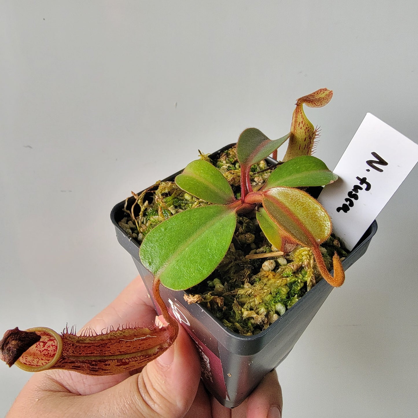 Nepenthes fusca BE