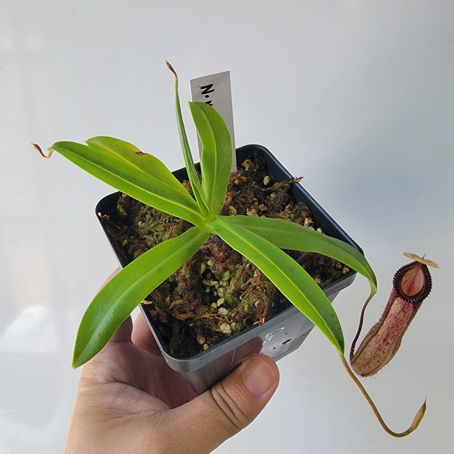 Nepenthes ventricosa x hamata BE