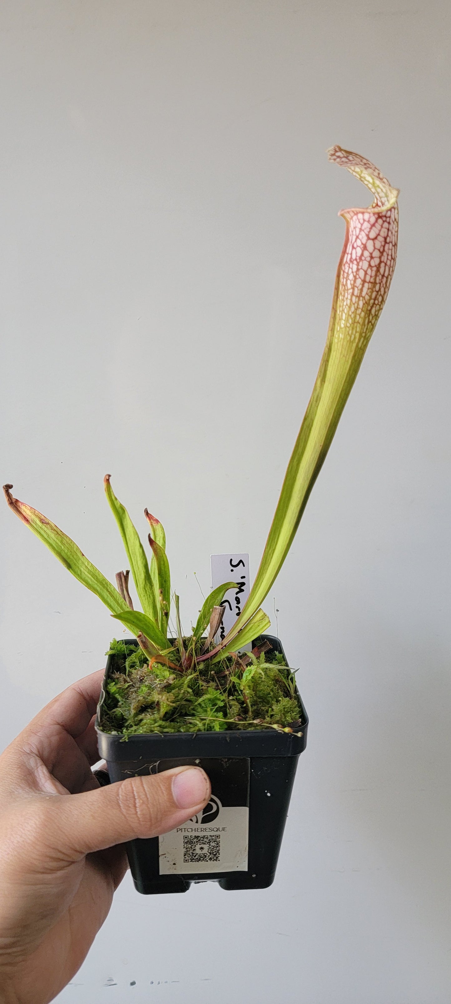 Sarracenia 'Martha's Furnace'