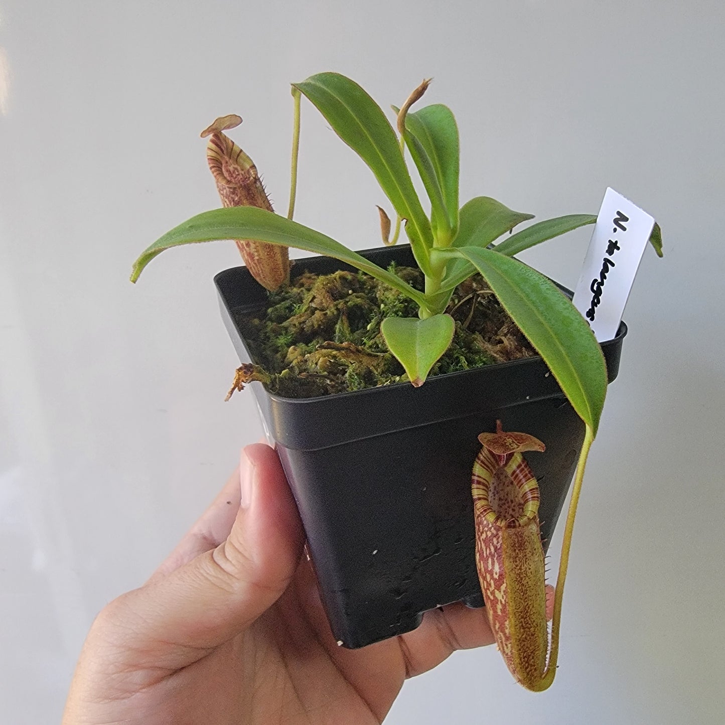 Nepenthes talangensis x spectabilis BE