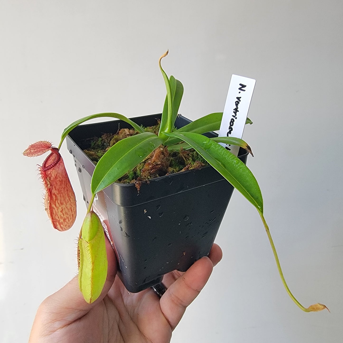 Nepenthes ventricosa x hamata BE