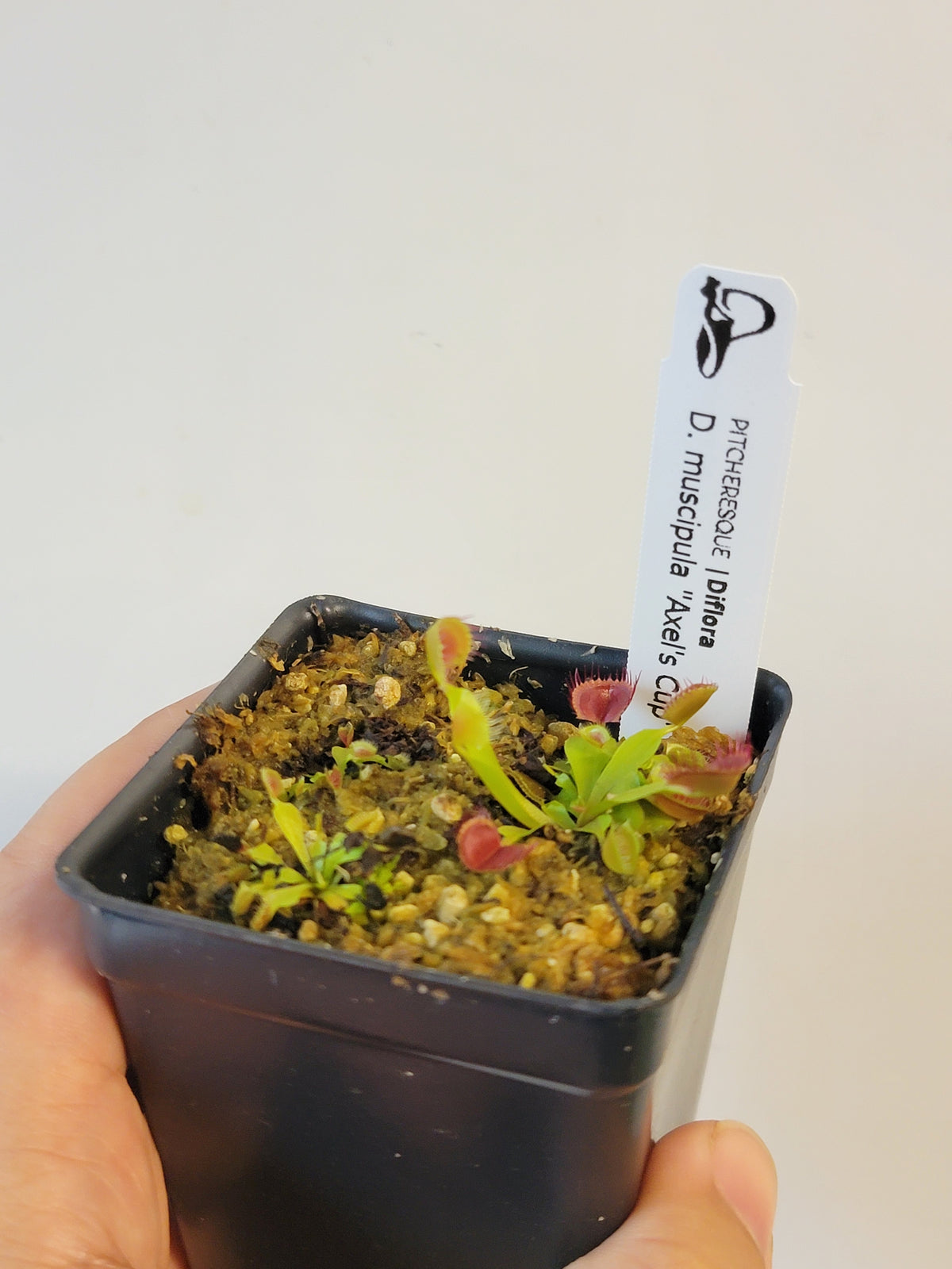 Dionaea musc. "Axel's Cup"