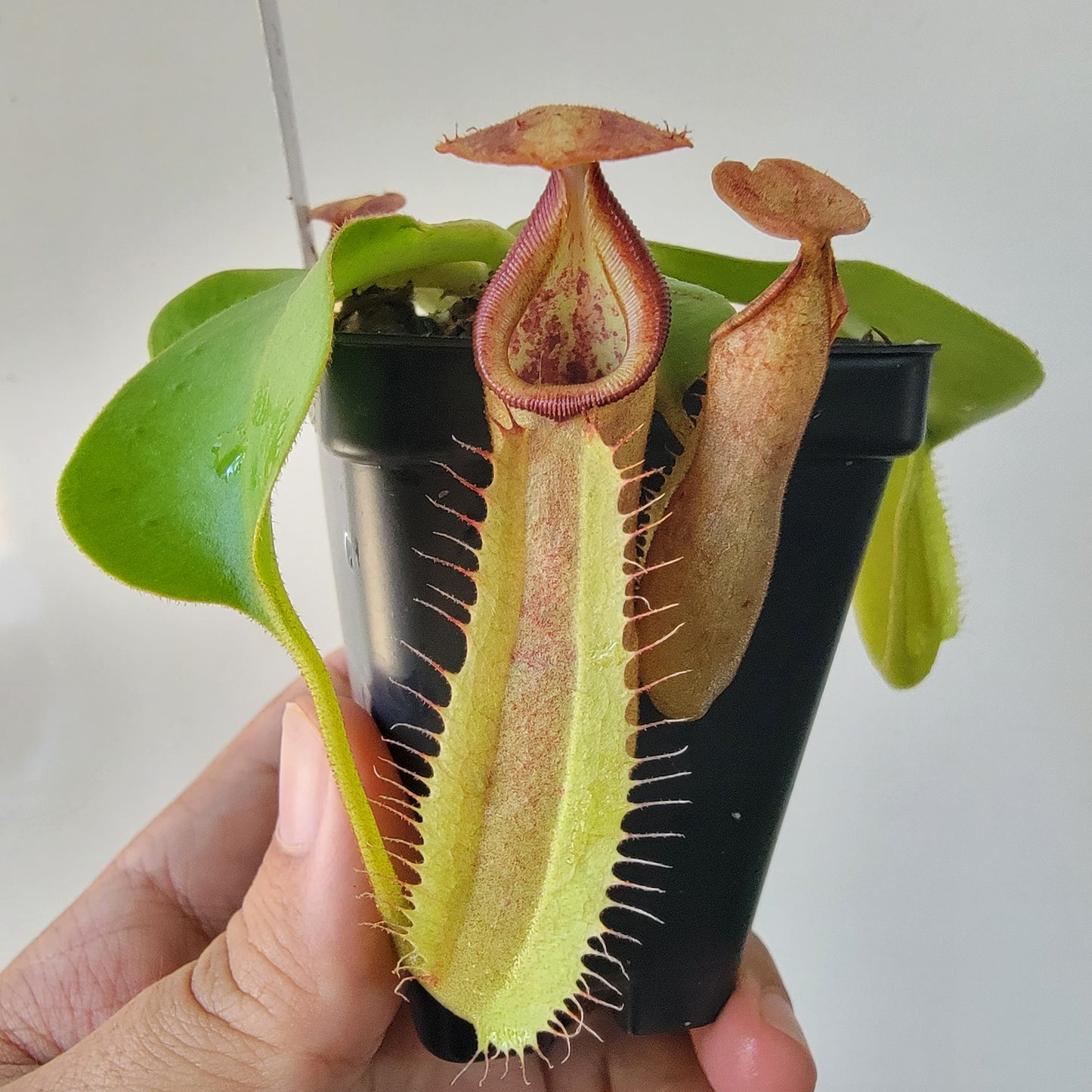 Nepenthes robcantleyi x veitchii 'Sungai Samba' BE