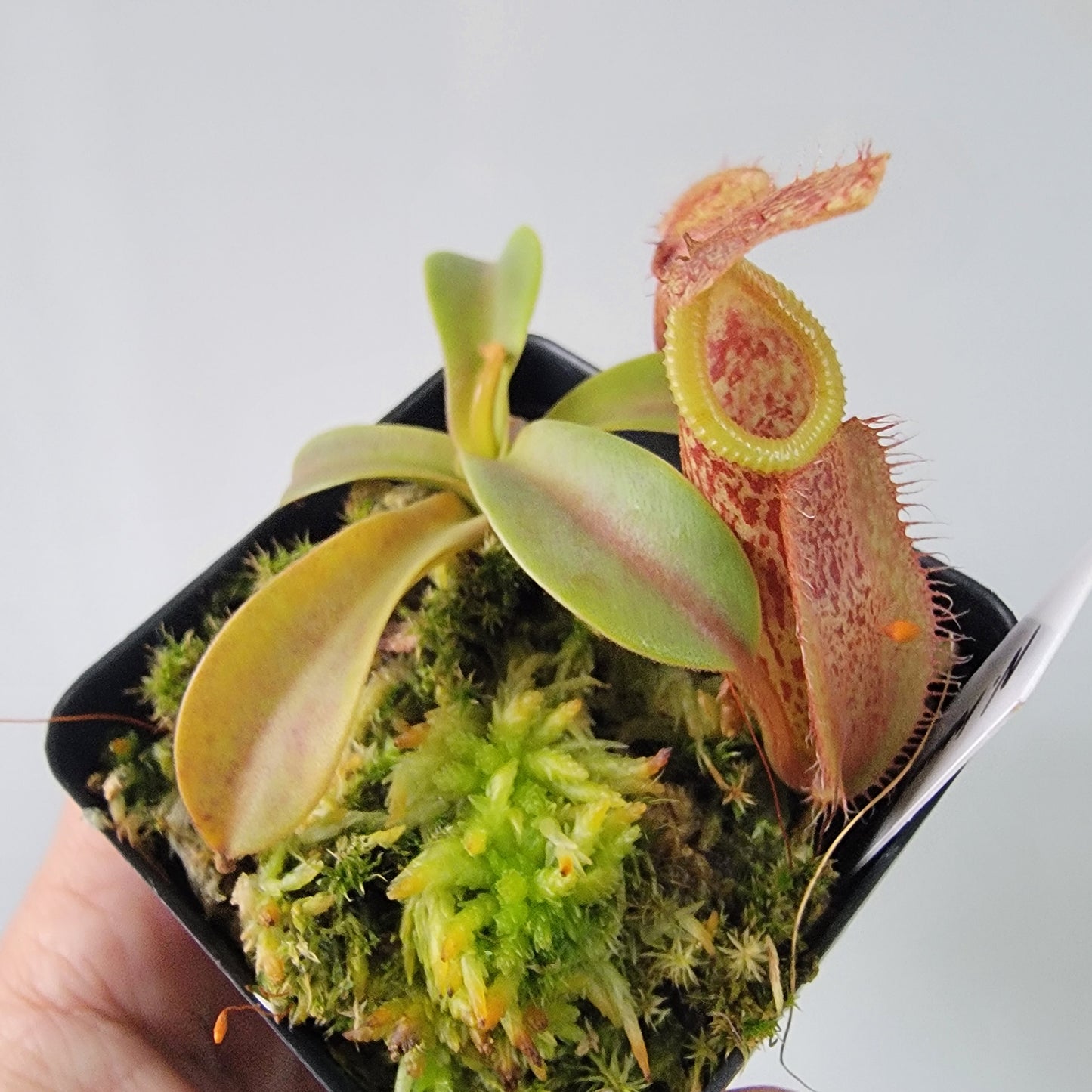 Nepenthes hamata x veitchii BE