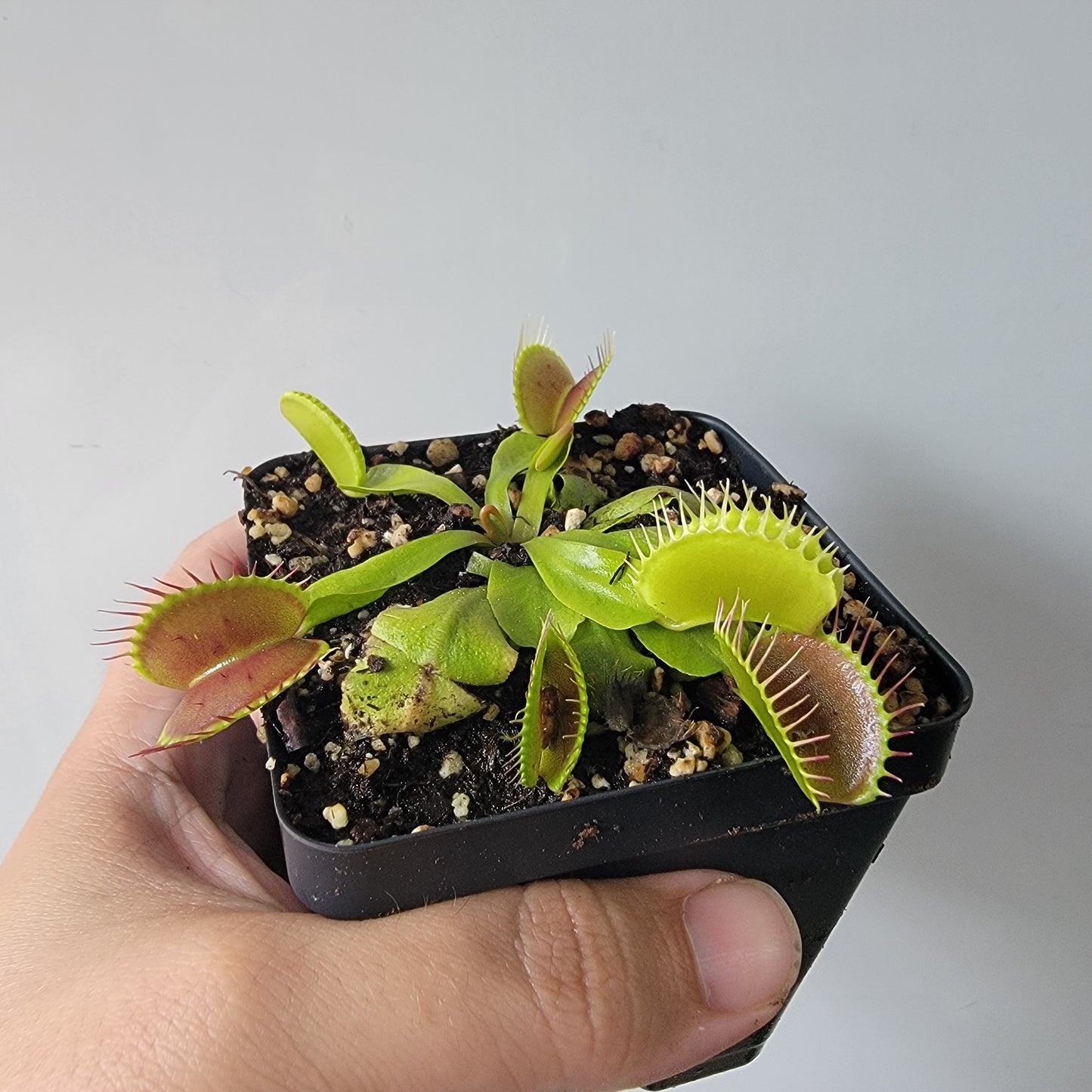 Dionaea muscipula "Typical" XL Venus Fly Trap