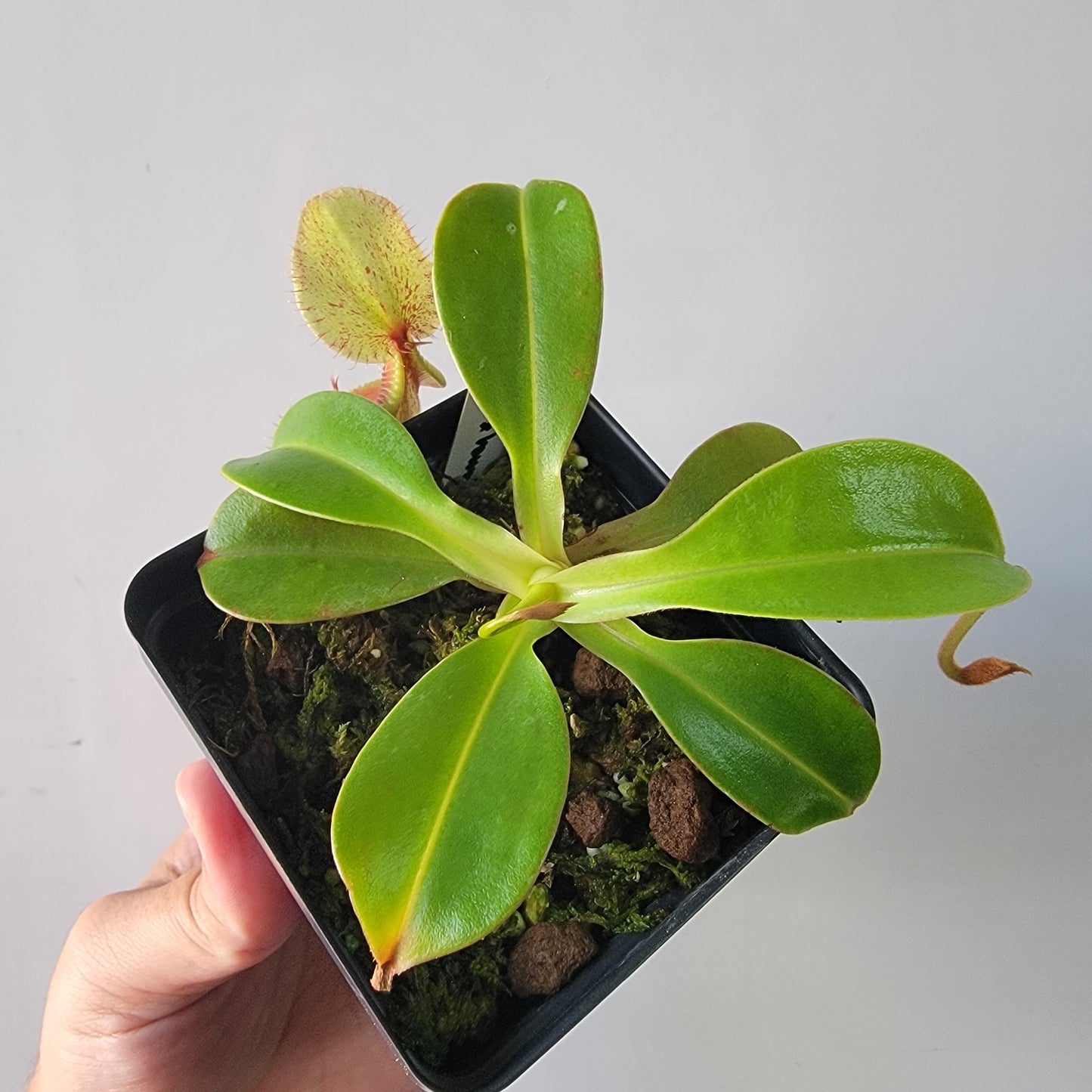 Nepenthes robcantleyi x hamata BE