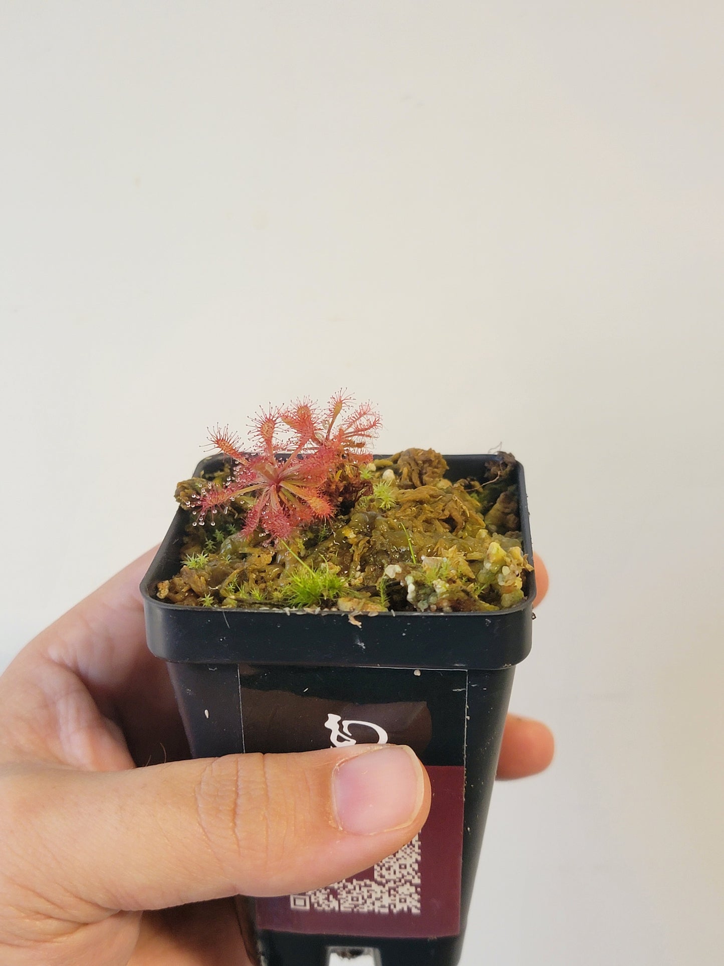 Drosera aff. roraimae BCP