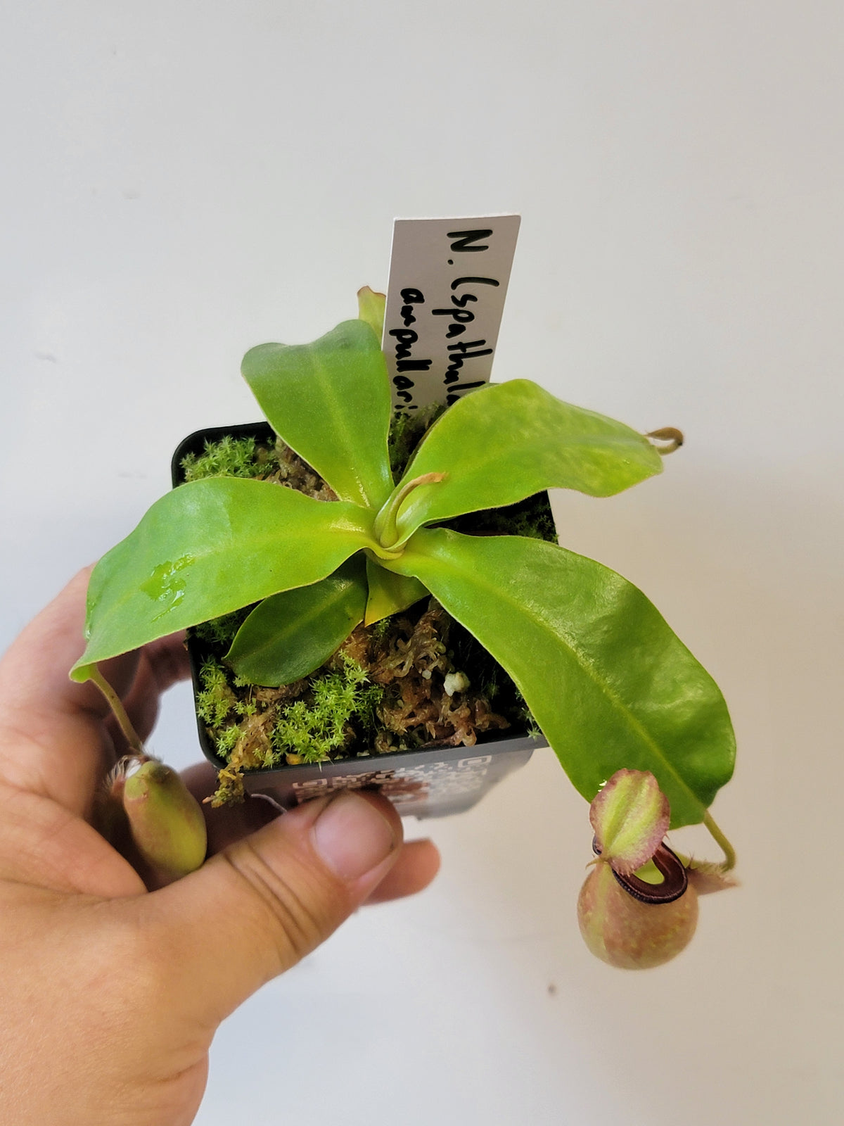 Nepenthes spathulata x ampullaria 'Red' BE