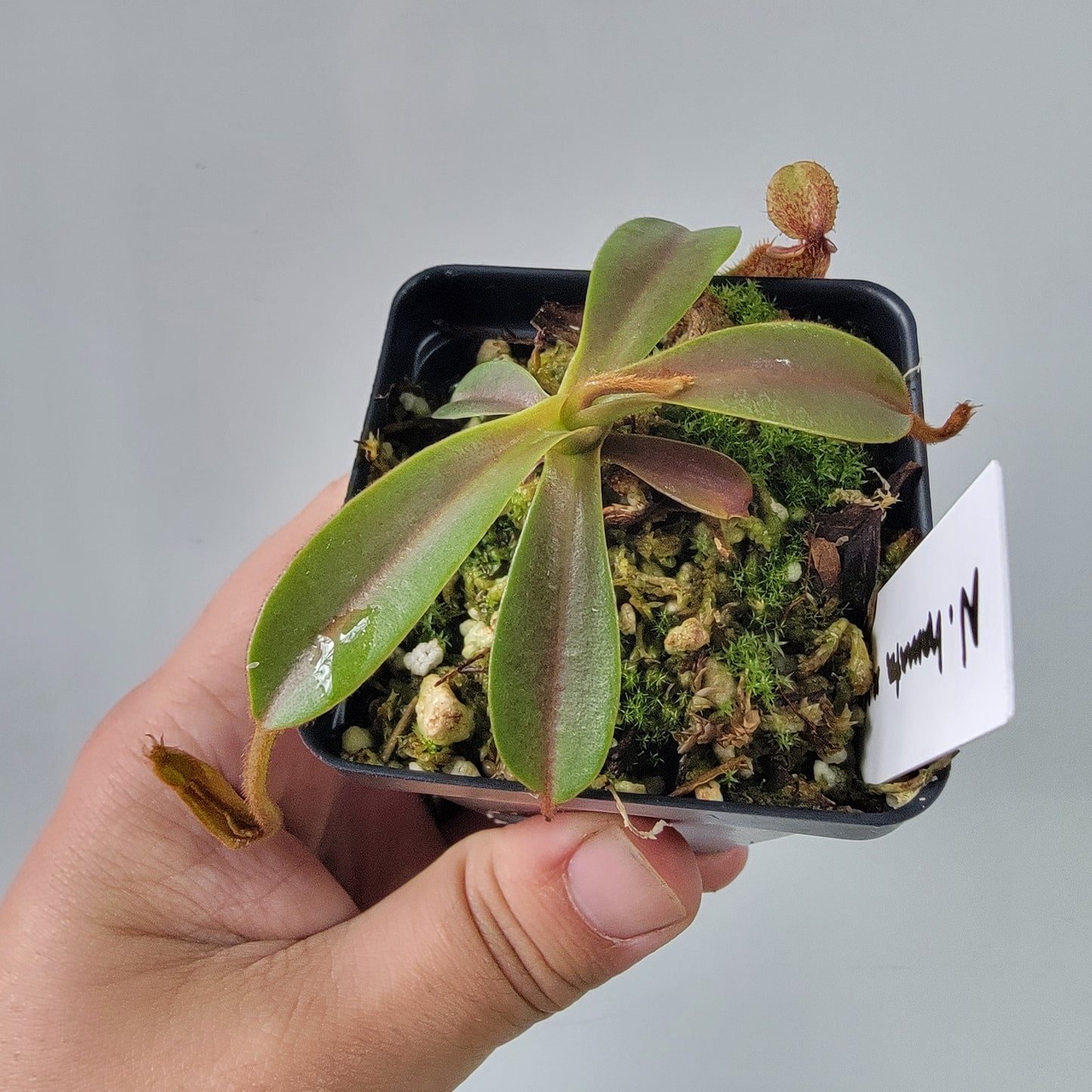 Nepenthes hamata x veitchii BE