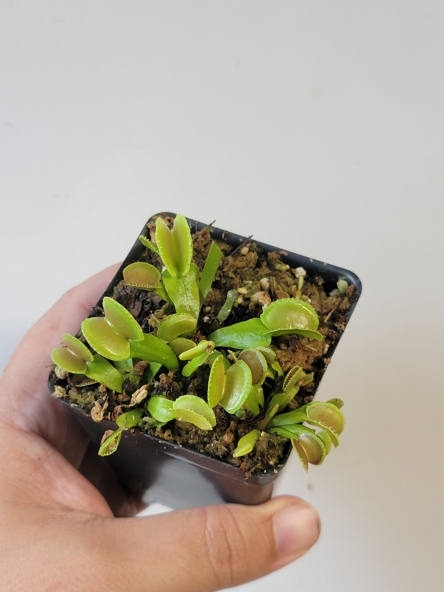 Dionaea musc. "Adentate"