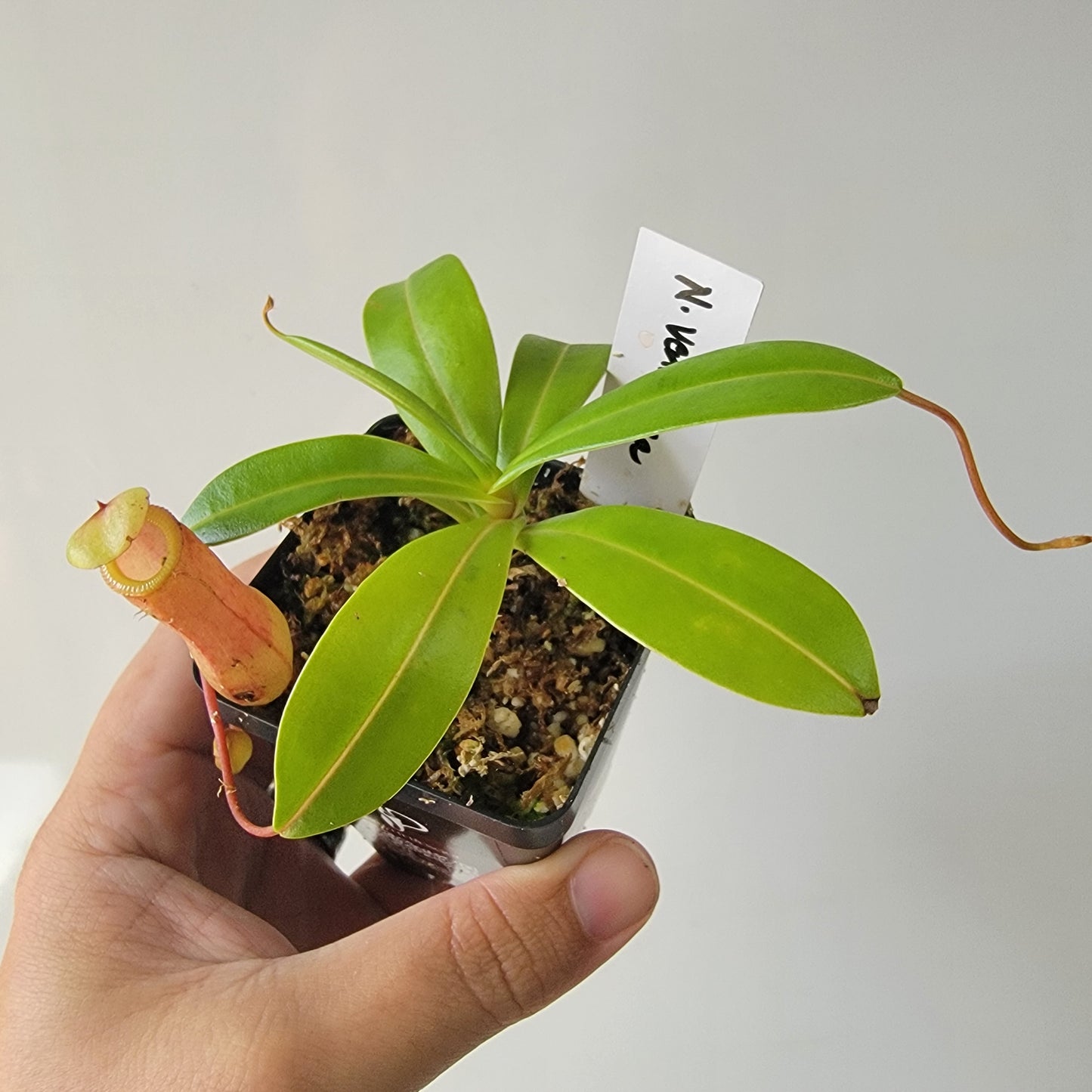 Nepenthes ventricosa BE