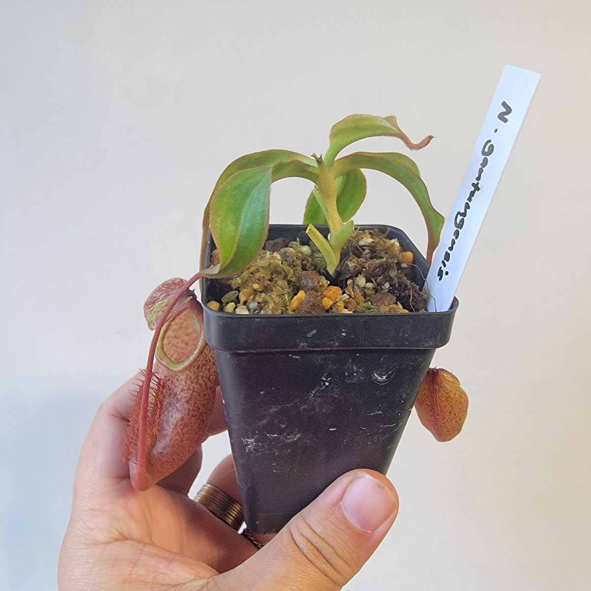 Nepenthes gantungensis BCP
