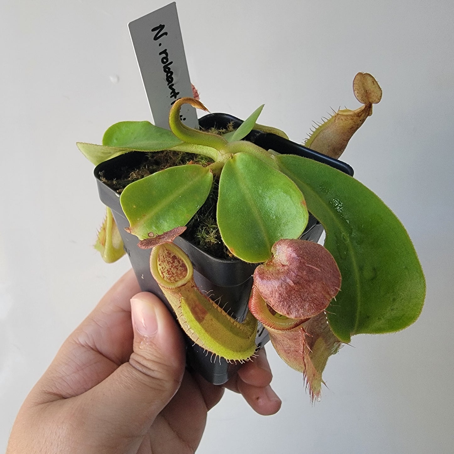 Nepenthes robcantleyi x veitchii 'Sungai Samba' BE