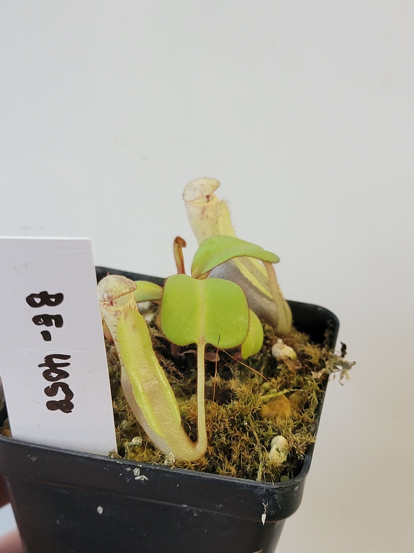 Nepenthes clipeata BE