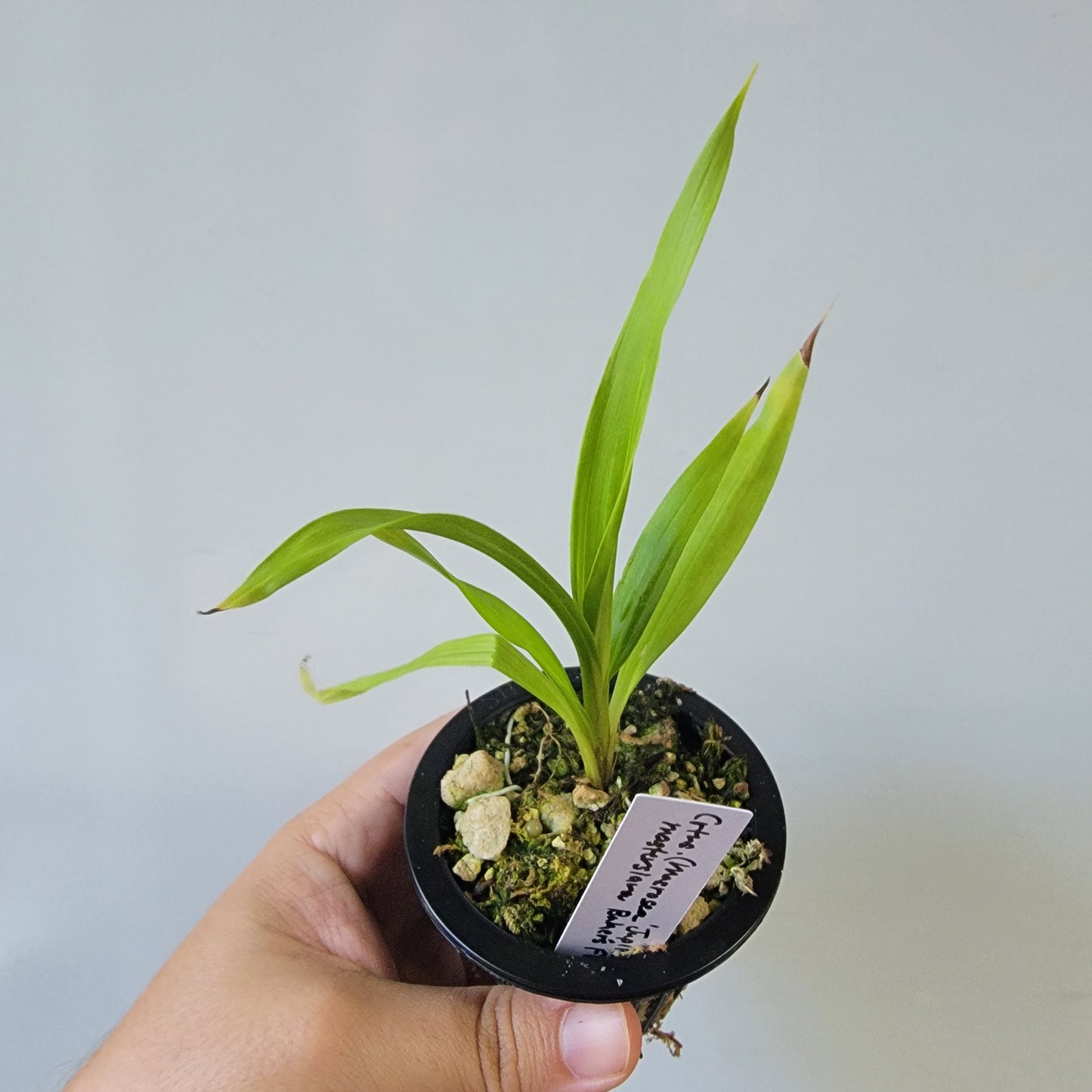 Coryanthes Macrosea x mastersiana Bucket Orchid