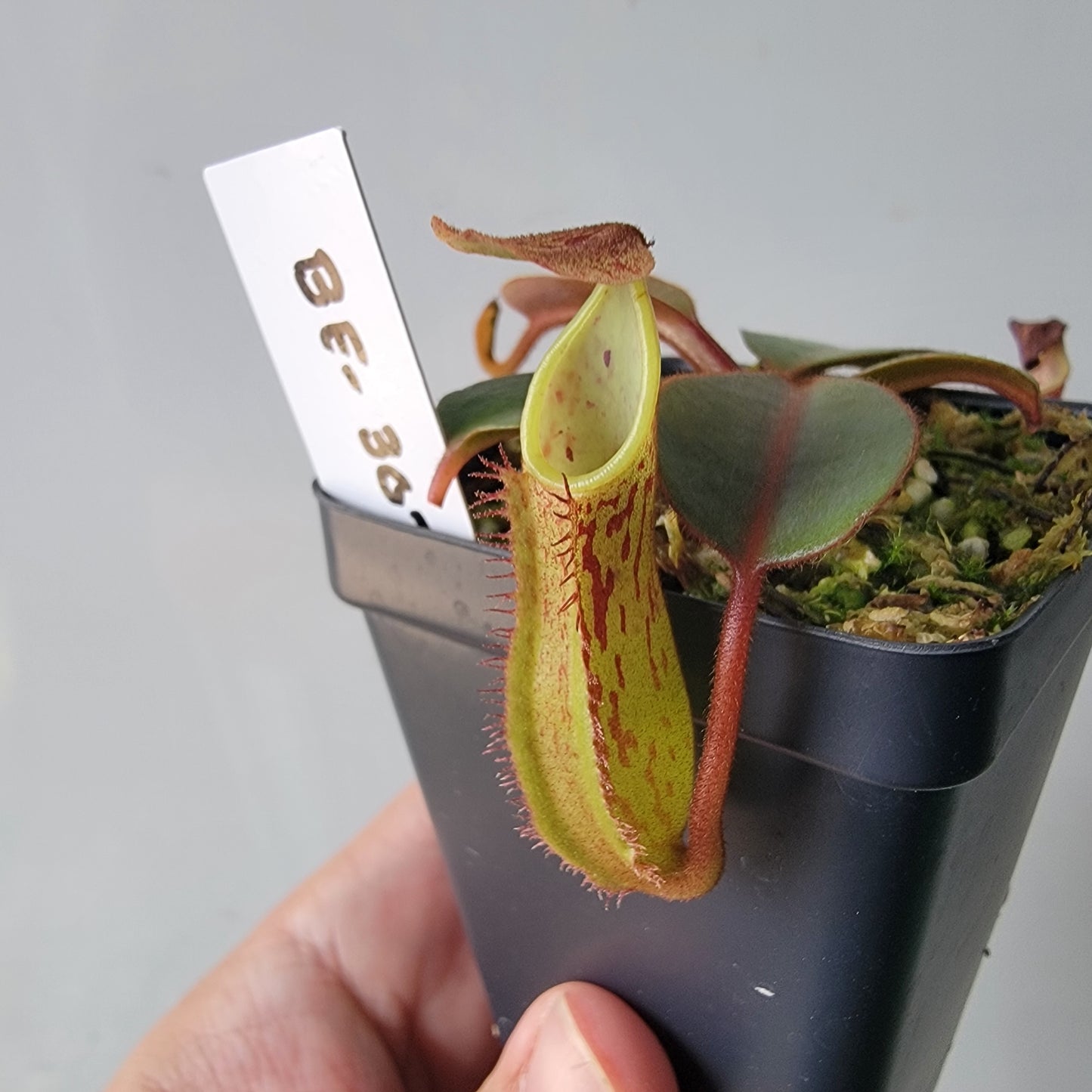 Nepenthes fusca BE