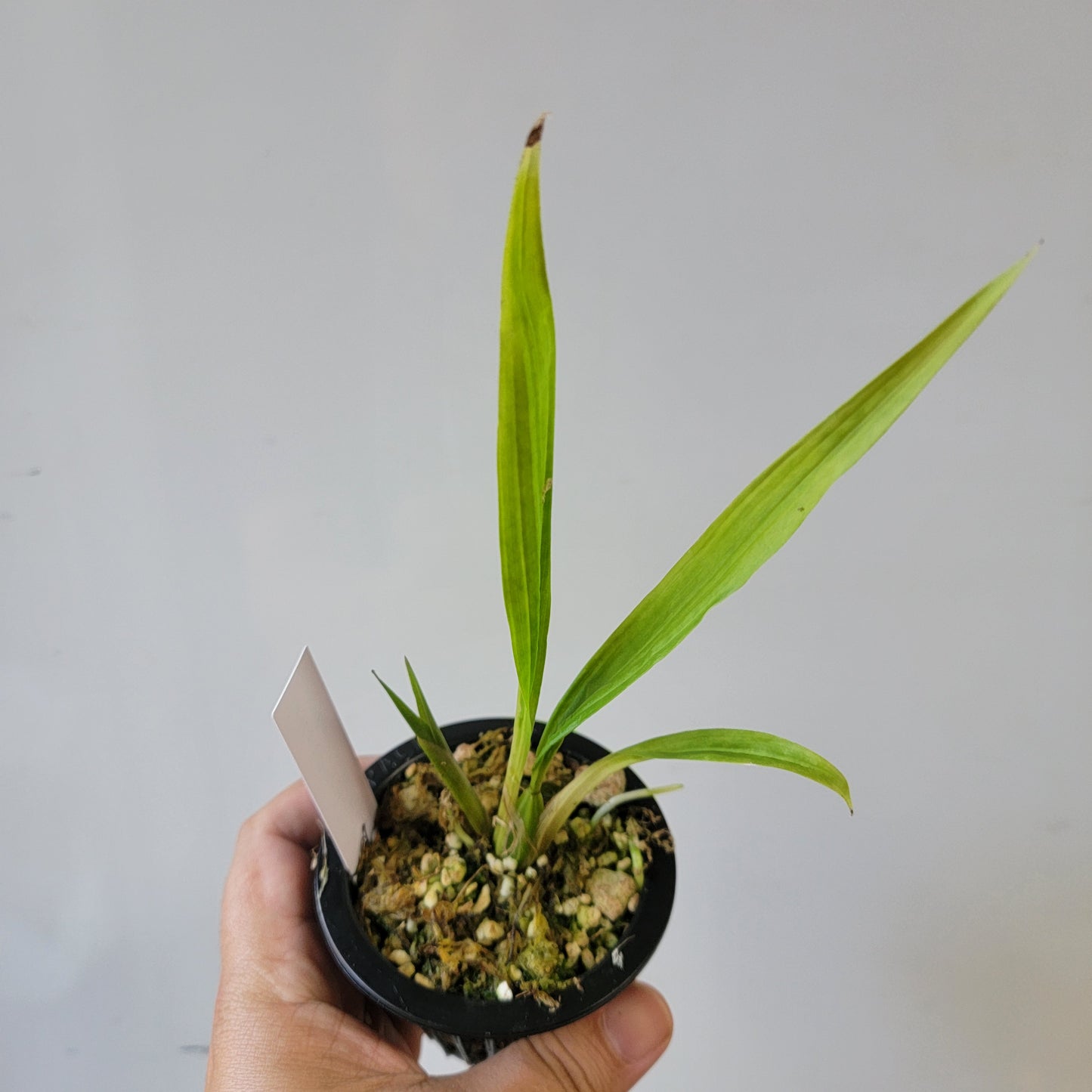 Coryanthes Macrosea x mastersiana Bucket Orchid
