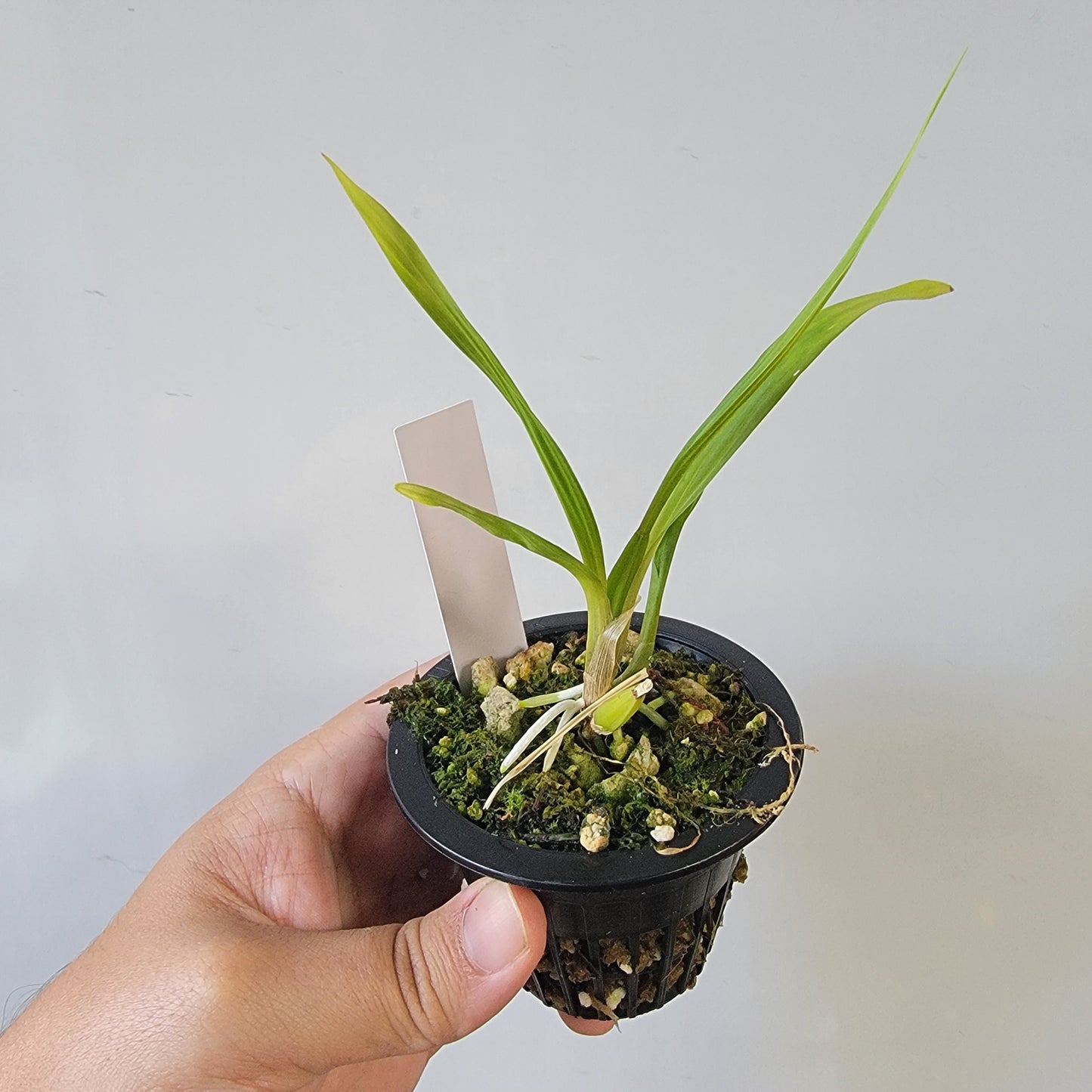Coryanthes Macrosea x mastersiana Bucket Orchid