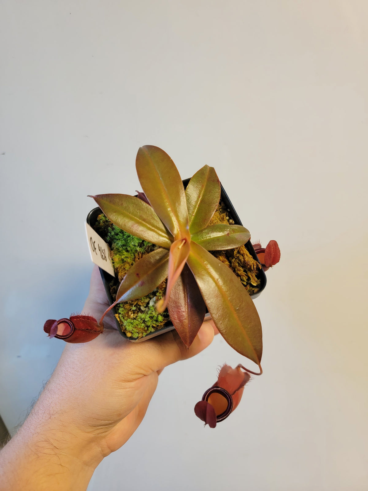 Nepenthes ampullaria x sibuyanensis BE