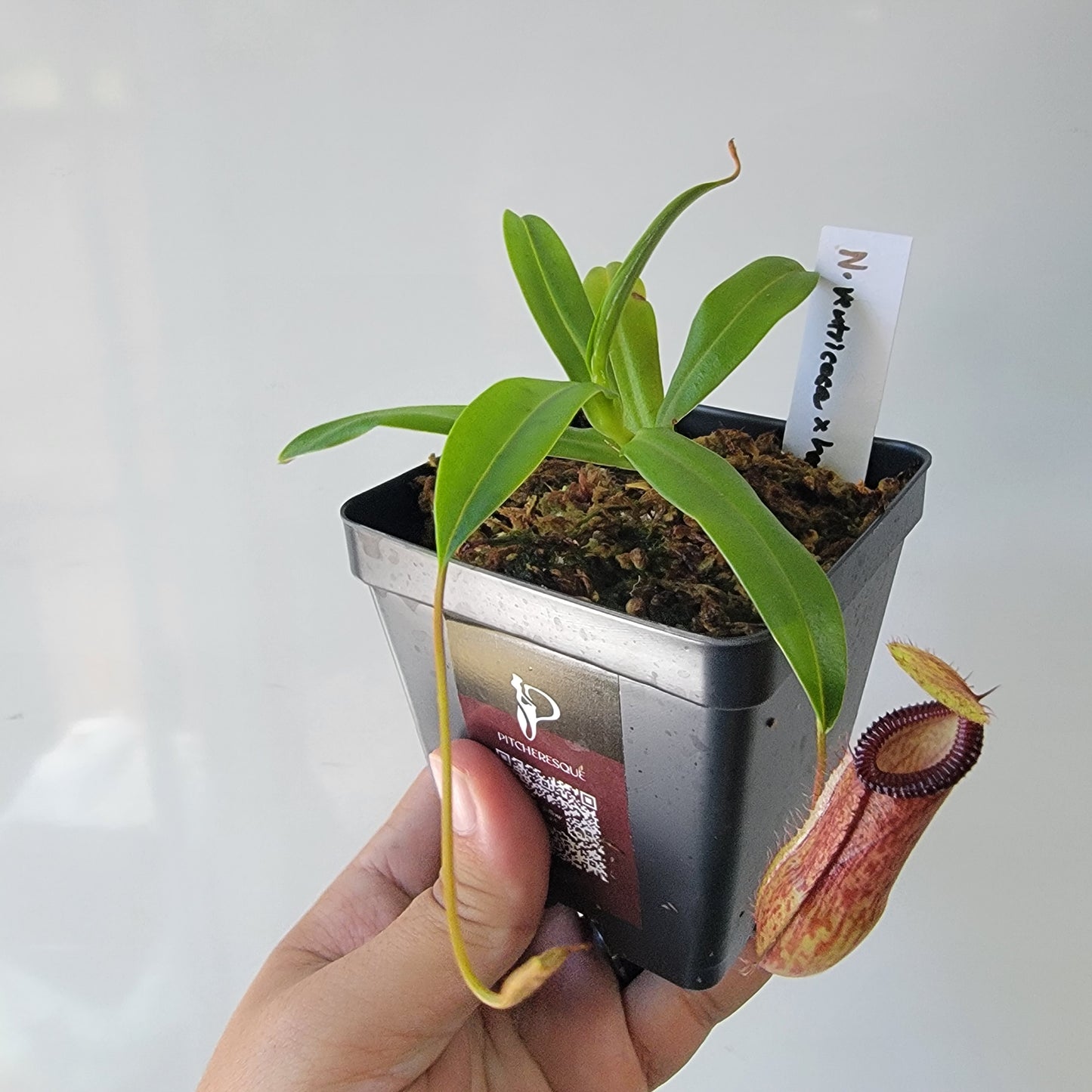 Nepenthes ventricosa x hamata BE