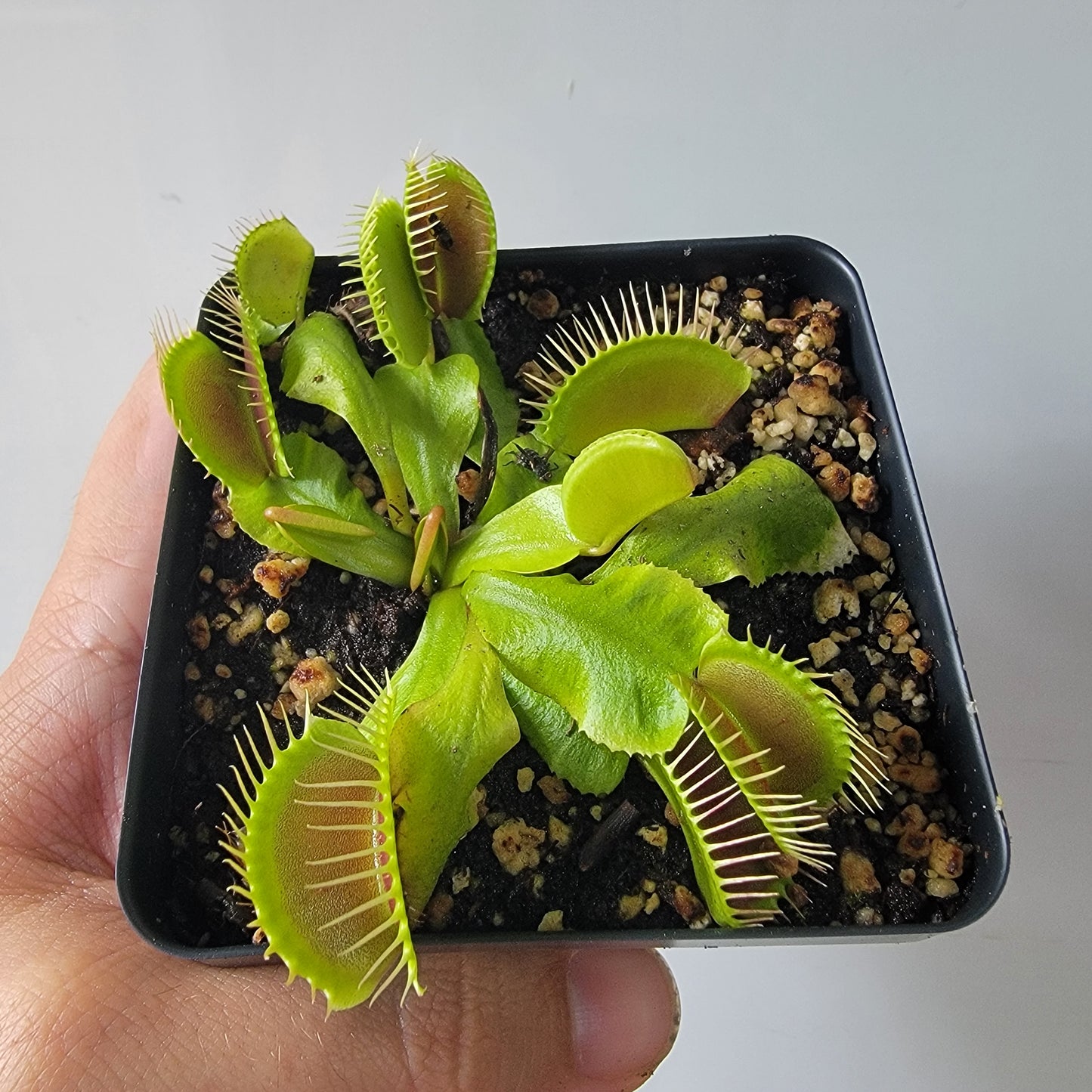 Dionaea muscipula "Typical" XL Venus Fly Trap