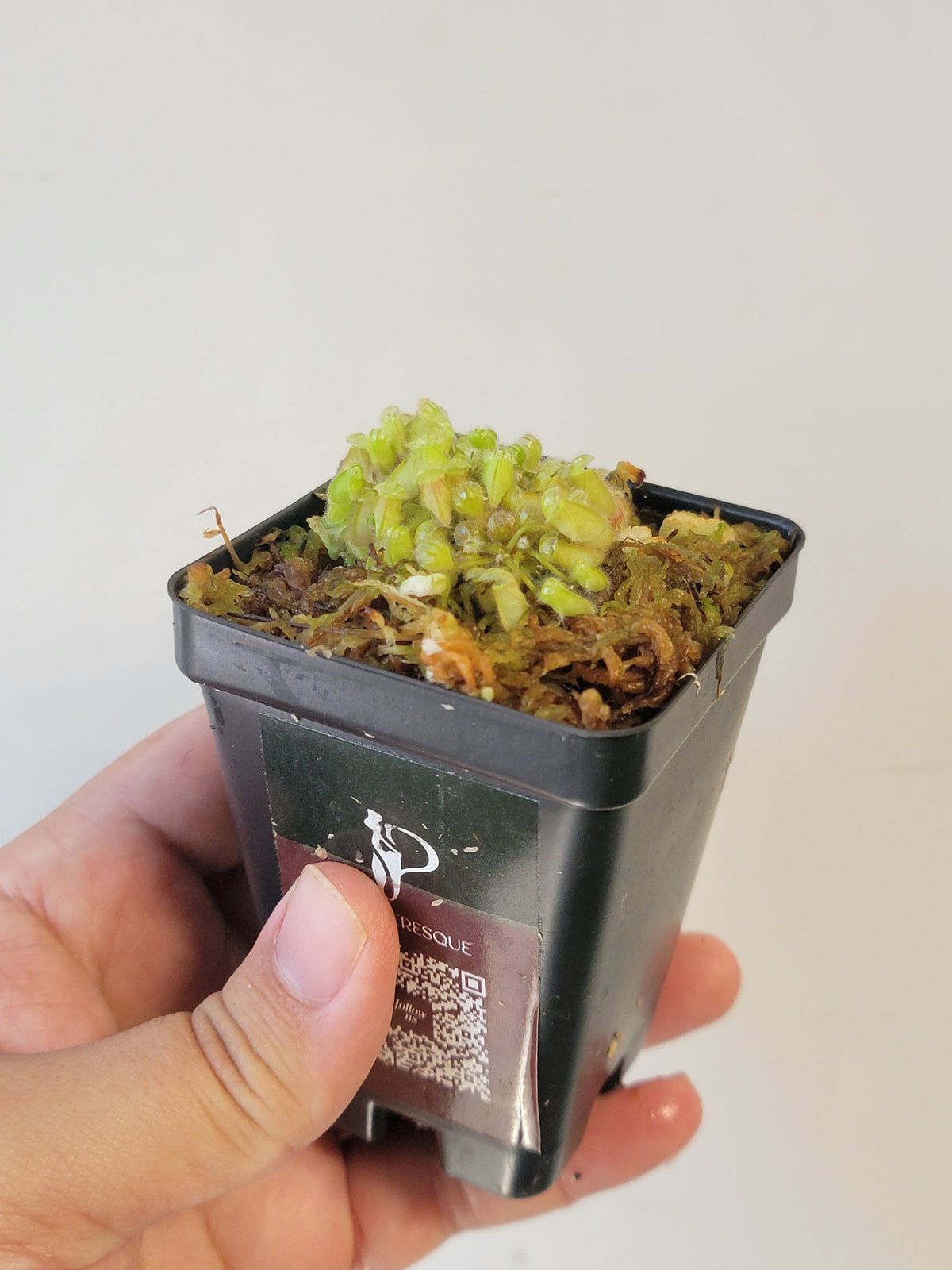 Cephalotus follicularis BCP