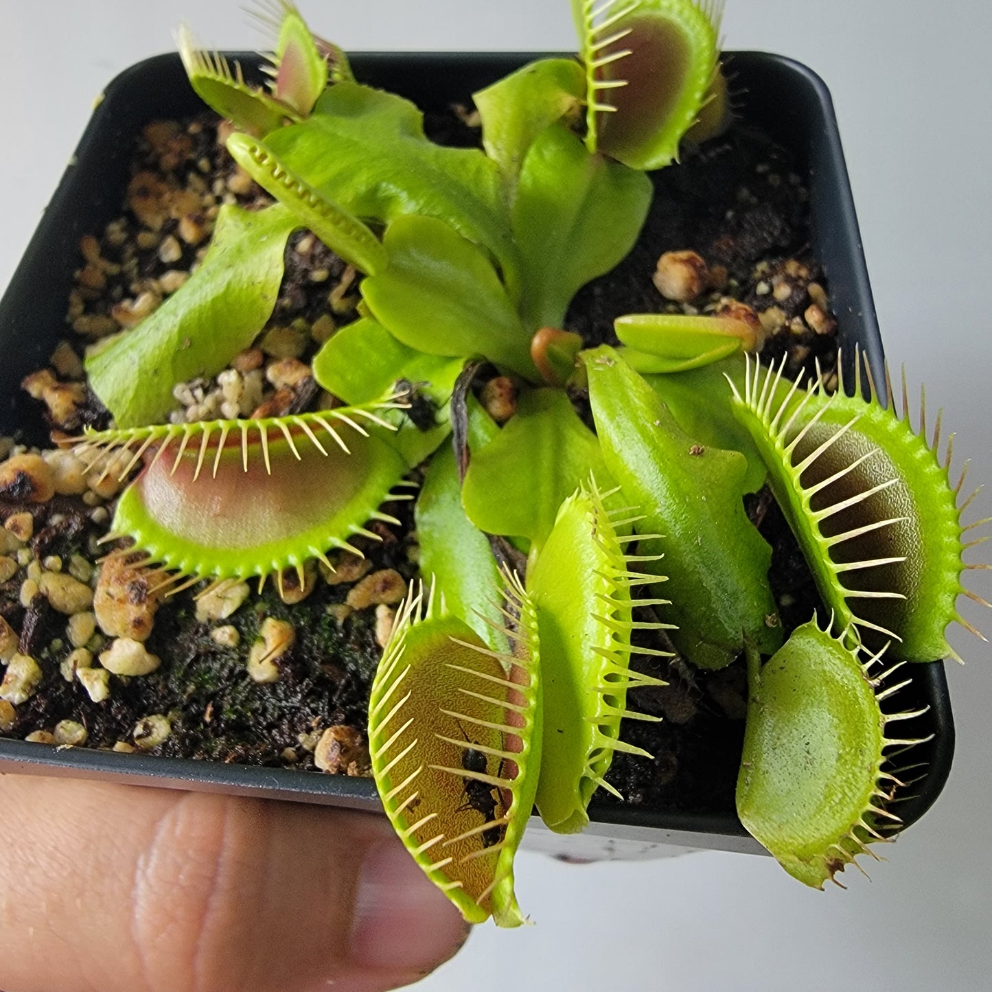 Dionaea muscipula "Typical" XL Venus Fly Trap