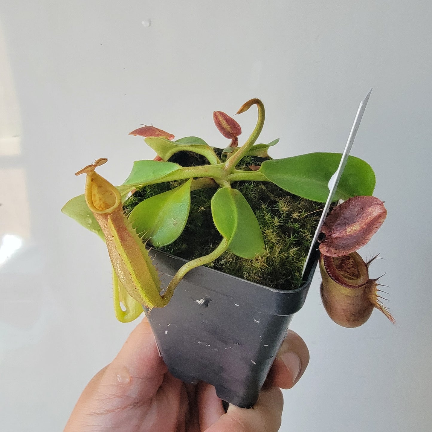 Nepenthes robcantleyi x veitchii 'Sungai Samba' BE
