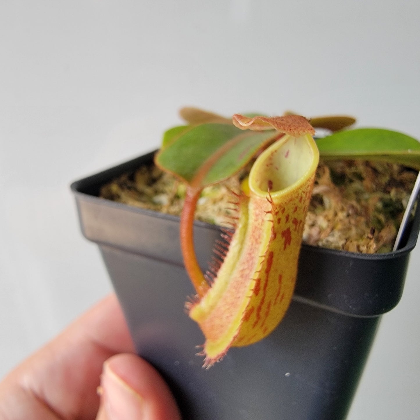 Nepenthes fusca BE