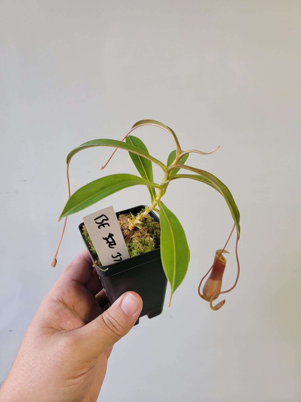 Nepenthes barcelonae BE