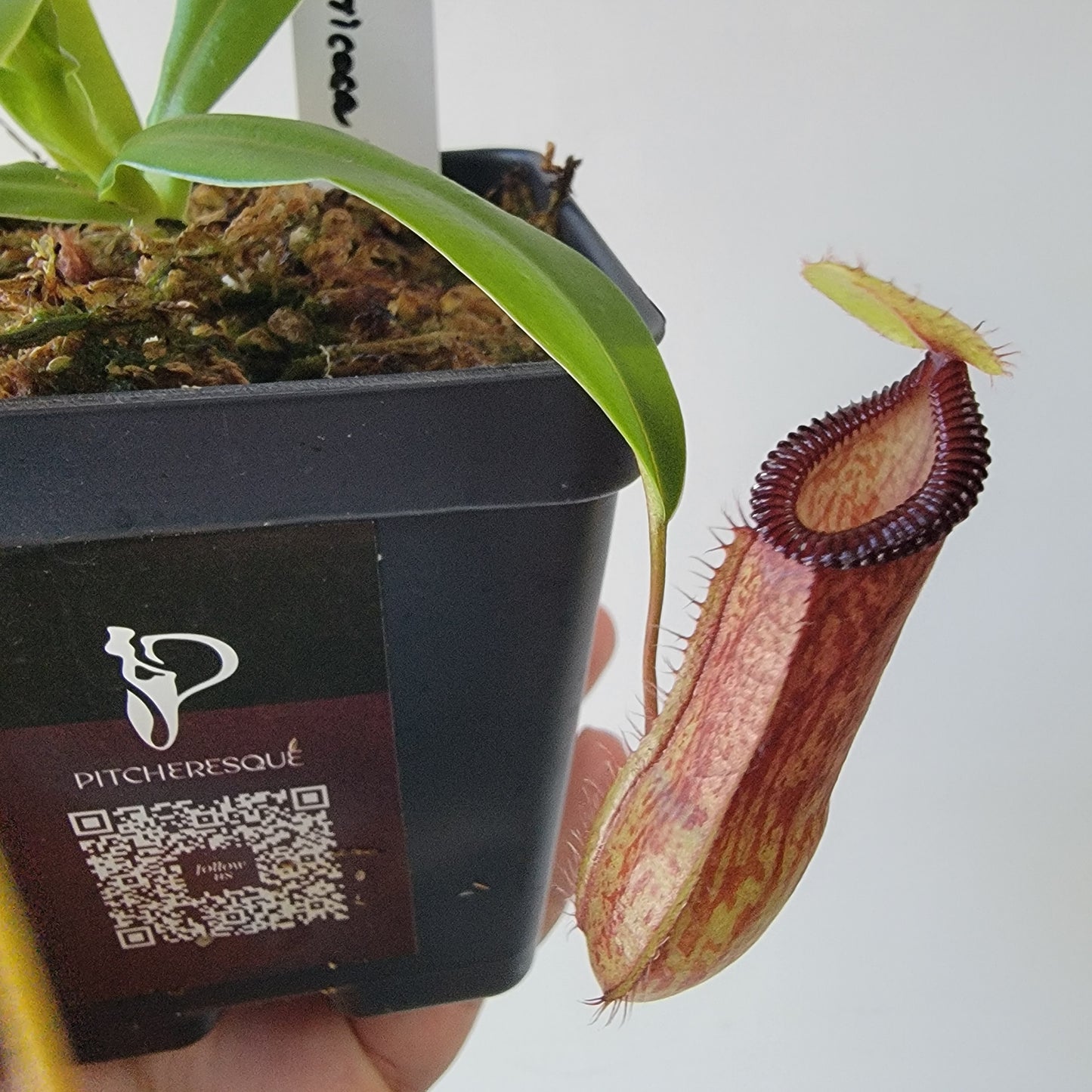 Nepenthes ventricosa x hamata BE