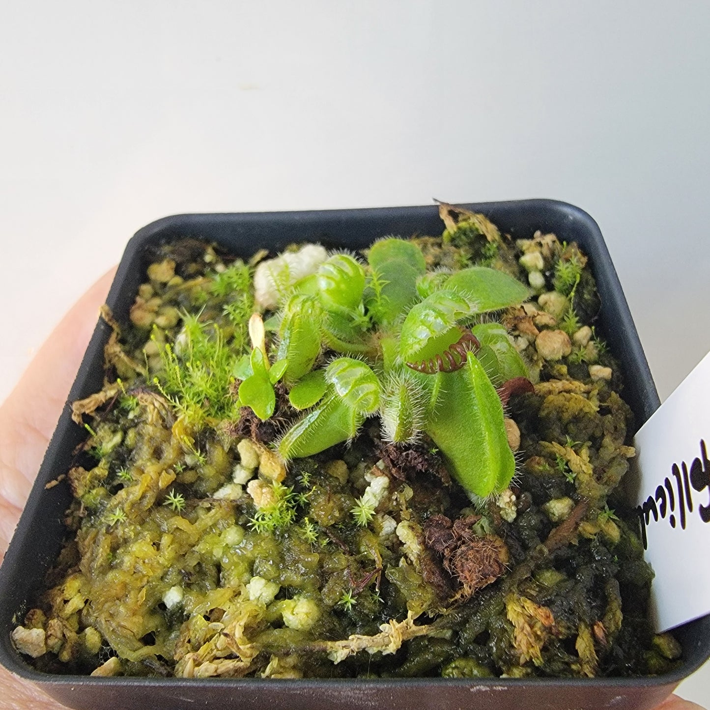 Cephalotus follicularis BE