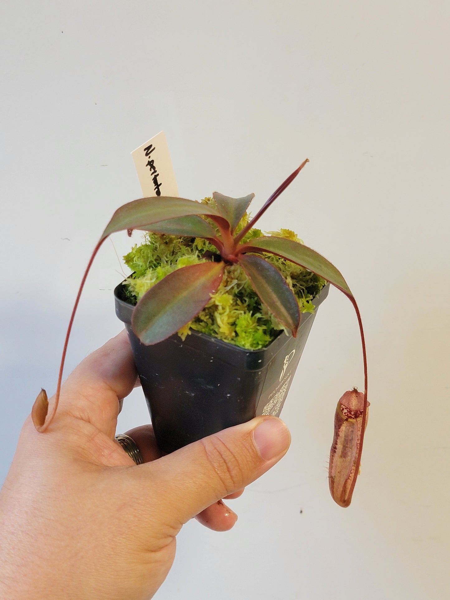 Nepenthes peltata x attenboroughii BE